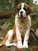 Gaela at 5 months old.