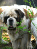 Handsome at 8 years.