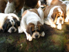 Three monk caps. Bella,Autumn & Shiloh.
