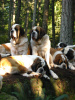 Bella & Shiloh. Juniper & Autumn.