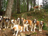 Tansy,Dewey,Lily,Shiloh,Dara,Ula & Maggie. 