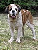 Fiona