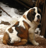 Jubilee 3.5 mo's