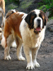 Lorenzo at 2.5 years.