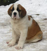 Taffy