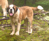 Romulus 1.5 year old.