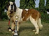 Indian Ch Lasquite's Theo v Juice