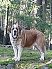 Shiloh