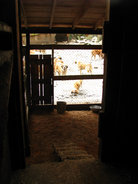 View from in side stall to outside covered run.