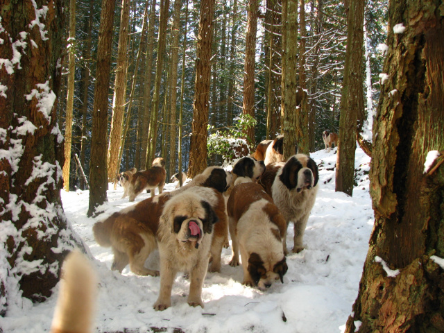 Saints in the snow