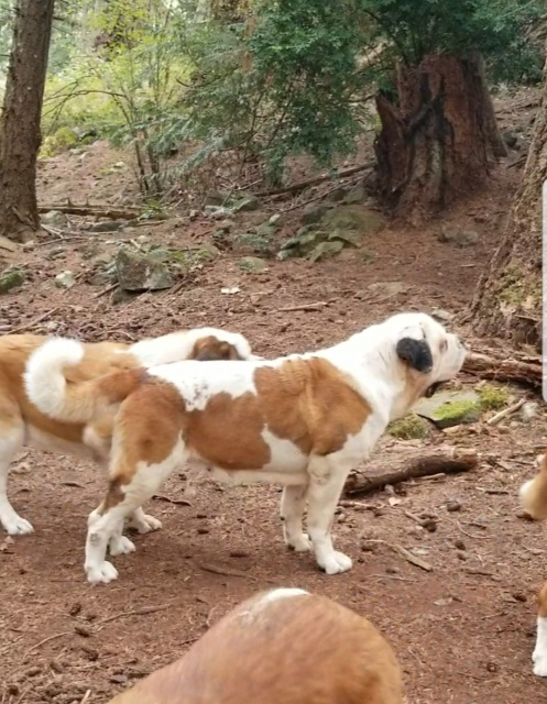 Xilly at 3.5 years.
