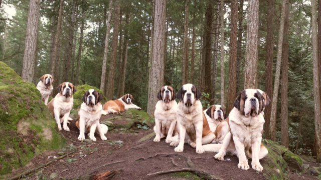 Hanging out in their woods