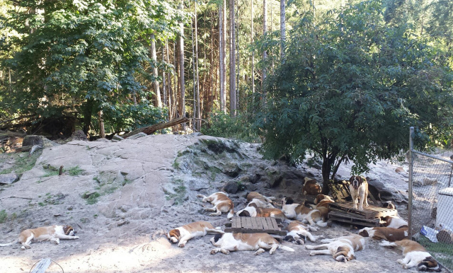 Taking a nap in the shade