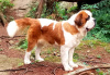 Quinnie 20 months.